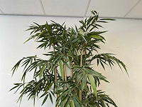 Planten met pot - afbeelding 6 van  7