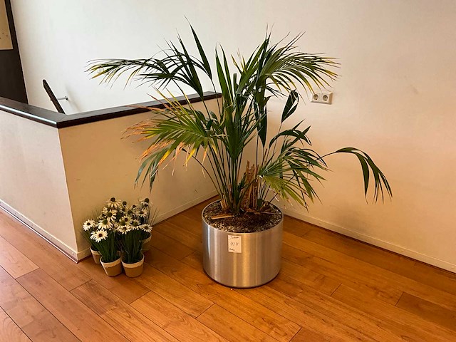 Planten met pot - afbeelding 1 van  4