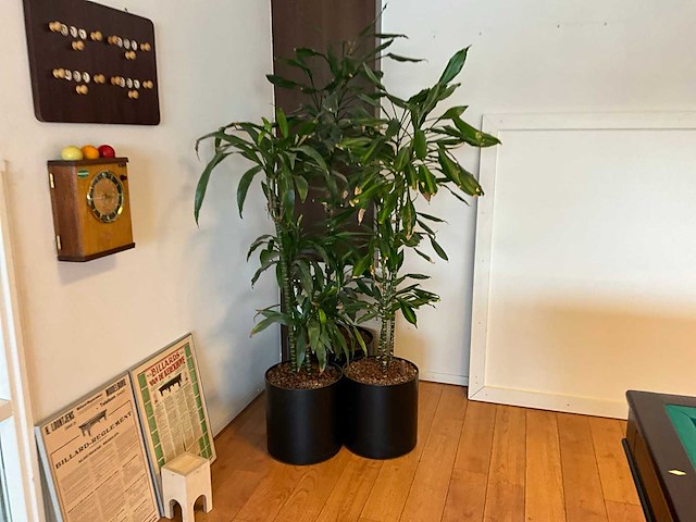 Planten met pot - afbeelding 2 van  4