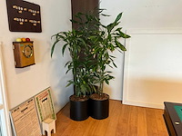 Planten met pot - afbeelding 2 van  4