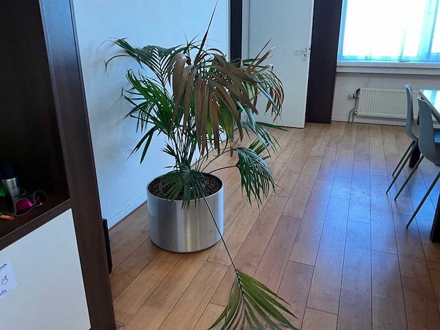 Planten met pot - afbeelding 3 van  4