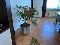 Planten met pot - afbeelding 3 van  4