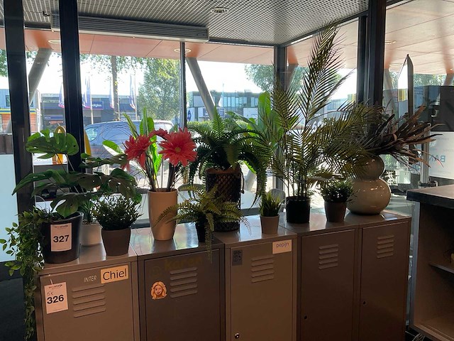 Planten met pot - afbeelding 1 van  6
