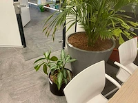 Planten met pot