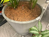 Planten met pot - afbeelding 2 van  7