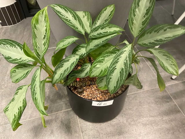 Planten met pot - afbeelding 3 van  7