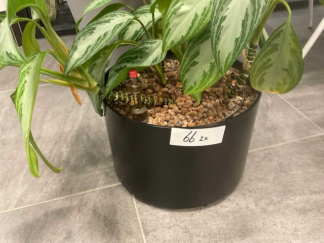 Planten met pot - afbeelding 4 van  7