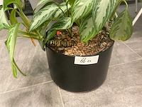 Planten met pot - afbeelding 4 van  7