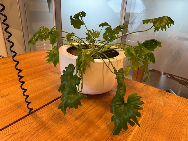 Planten pot (2x) - afbeelding 1 van  10