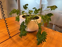 Planten pot (2x) - afbeelding 1 van  10