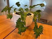 Planten pot (2x) - afbeelding 3 van  10