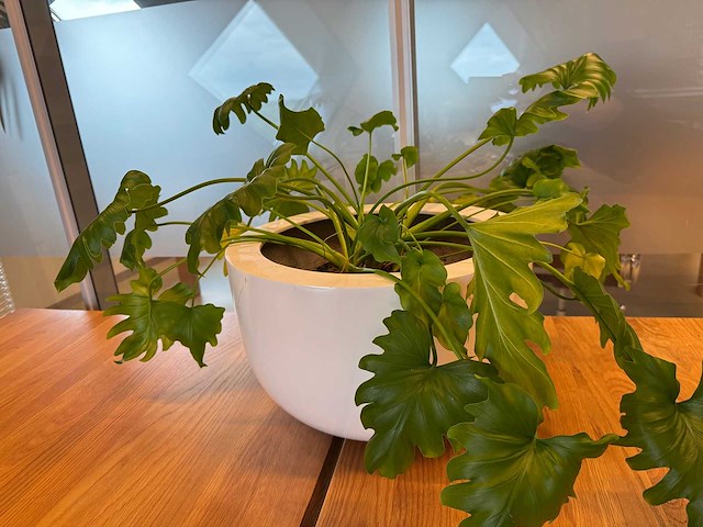 Planten pot (2x) - afbeelding 4 van  10