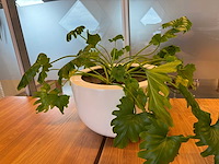 Planten pot (2x) - afbeelding 4 van  10