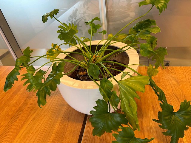 Planten pot (2x) - afbeelding 5 van  10