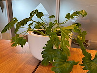 Planten pot (2x) - afbeelding 6 van  10