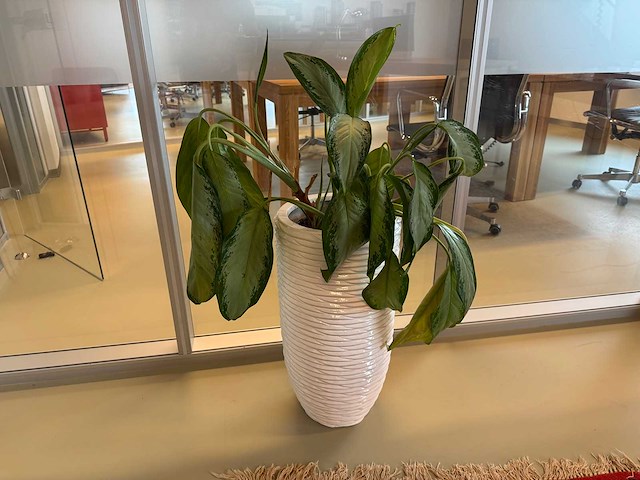 Planten pot - afbeelding 2 van  6