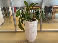 Planten pot - afbeelding 4 van  6