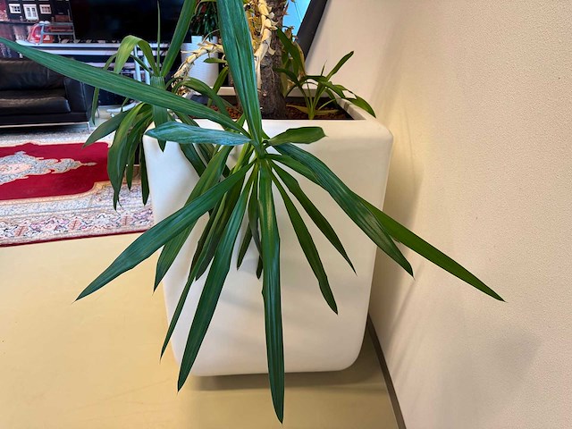 Planten pot - afbeelding 3 van  5