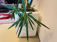 Planten pot - afbeelding 3 van  5