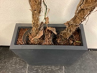 Plantenbak (2x) - afbeelding 5 van  6