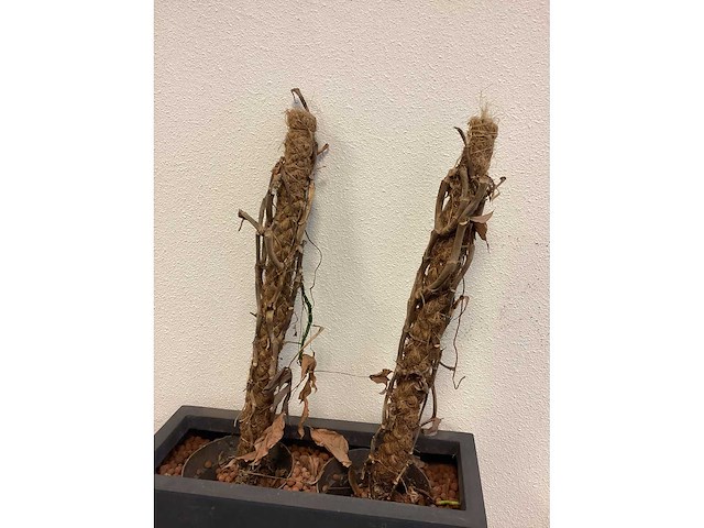 Plantenbak (2x) - afbeelding 6 van  6