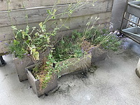 Plantenbak (4x) - afbeelding 1 van  3