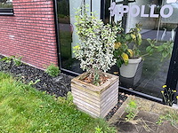 Plantenbak (4x) - afbeelding 4 van  5