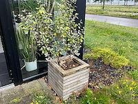 Plantenbak (4x) - afbeelding 5 van  5