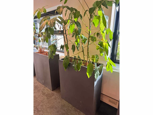 Plantenbak 81x31x93cm (2x) - afbeelding 4 van  5