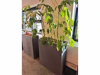 Plantenbak 81x31x93cm (2x) - afbeelding 4 van  5
