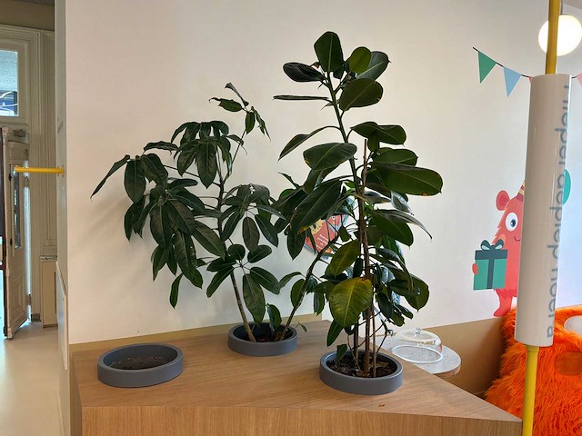 Plantenbak gray (3x) - afbeelding 1 van  3