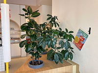 Plantenbak gray (3x) - afbeelding 3 van  3