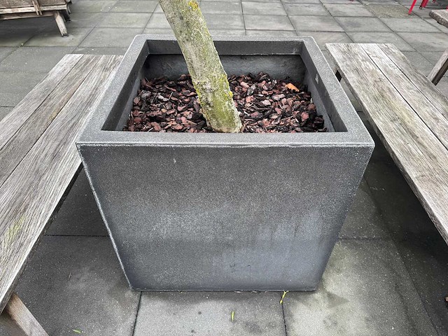 Plantenbak met boom - afbeelding 3 van  4