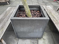 Plantenbak met boom - afbeelding 3 van  4