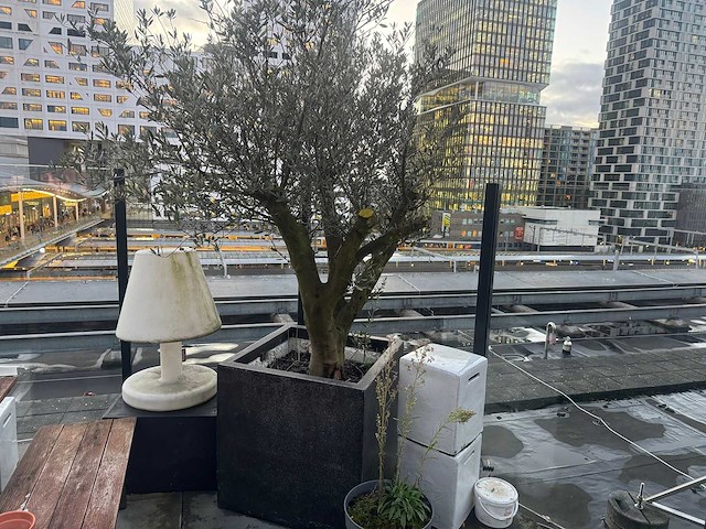 Plantenbak met boom - afbeelding 1 van  4