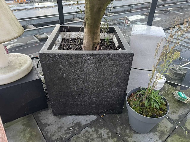 Plantenbak met boom - afbeelding 2 van  4