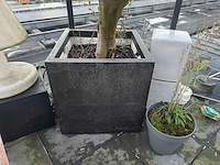 Plantenbak met boom - afbeelding 2 van  4