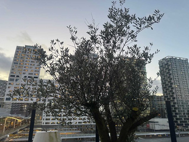 Plantenbak met boom - afbeelding 3 van  4