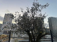 Plantenbak met boom - afbeelding 3 van  4