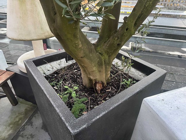 Plantenbak met boom - afbeelding 4 van  4