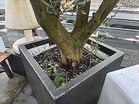 Plantenbak met boom - afbeelding 4 van  4