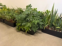 Plantenbak (met diverse planten) (11x) - afbeelding 3 van  7