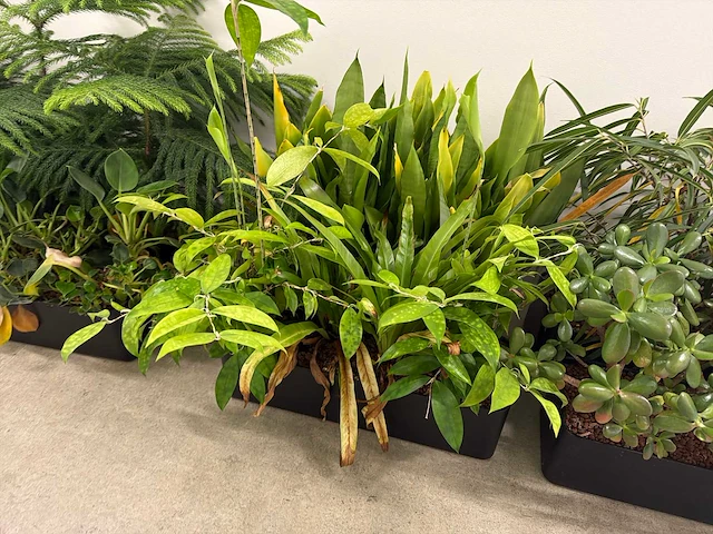 Plantenbak (met diverse planten) (11x) - afbeelding 5 van  7