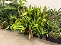 Plantenbak (met diverse planten) (11x) - afbeelding 5 van  7