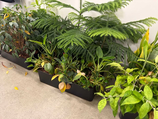 Plantenbak (met diverse planten) (11x) - afbeelding 6 van  7