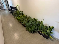 Plantenbak (met diverse planten) (11x)