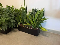 Plantenbak (met diverse planten) (11x) - afbeelding 2 van  7