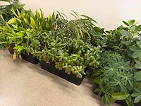 Plantenbak (met diverse planten) (11x) - afbeelding 4 van  7