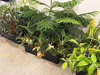 Plantenbak (met diverse planten) (11x) - afbeelding 6 van  7