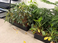 Plantenbak (met diverse planten) (11x) - afbeelding 7 van  7